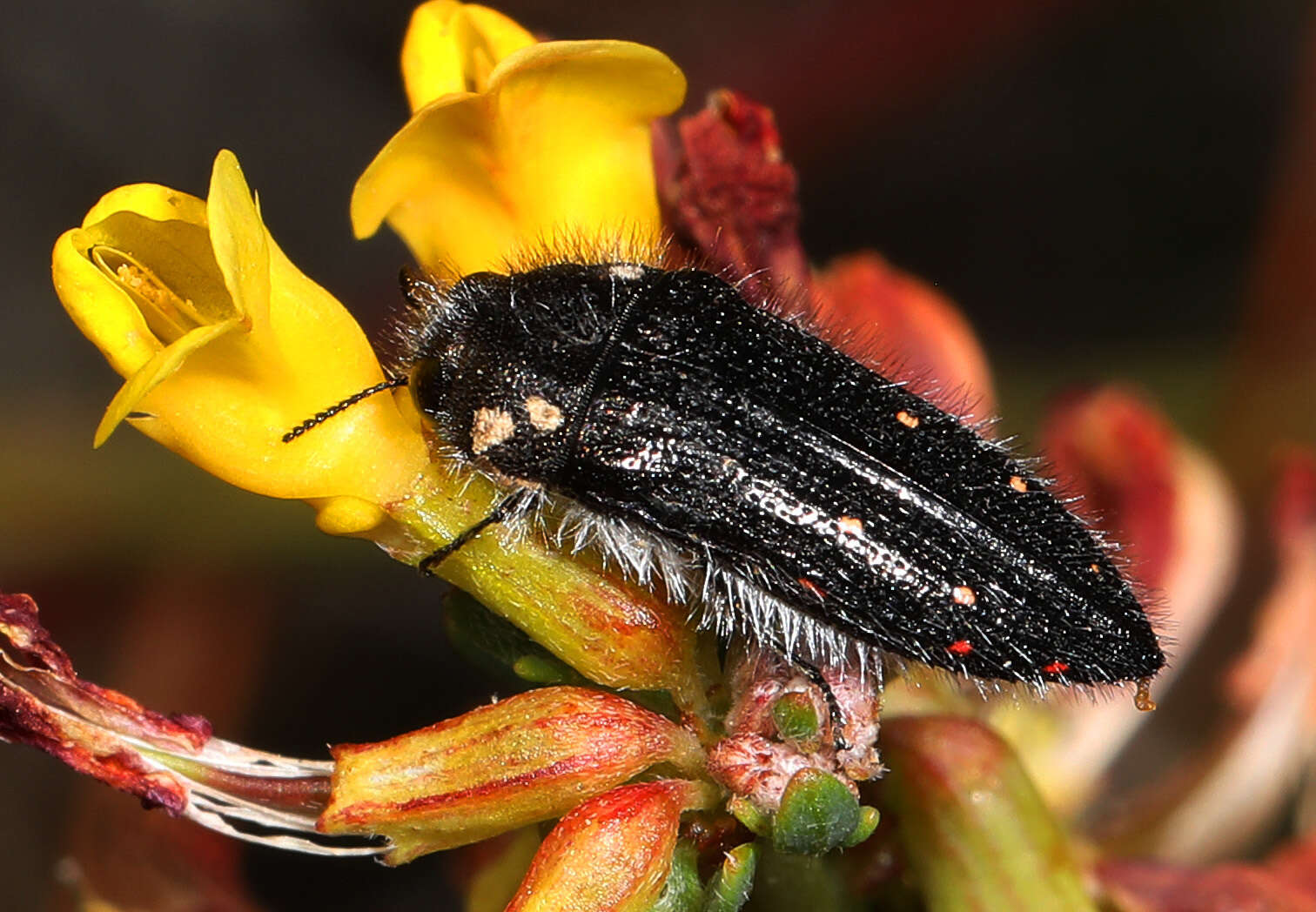 Image of Acmaeodera fenyesi Fall 1899