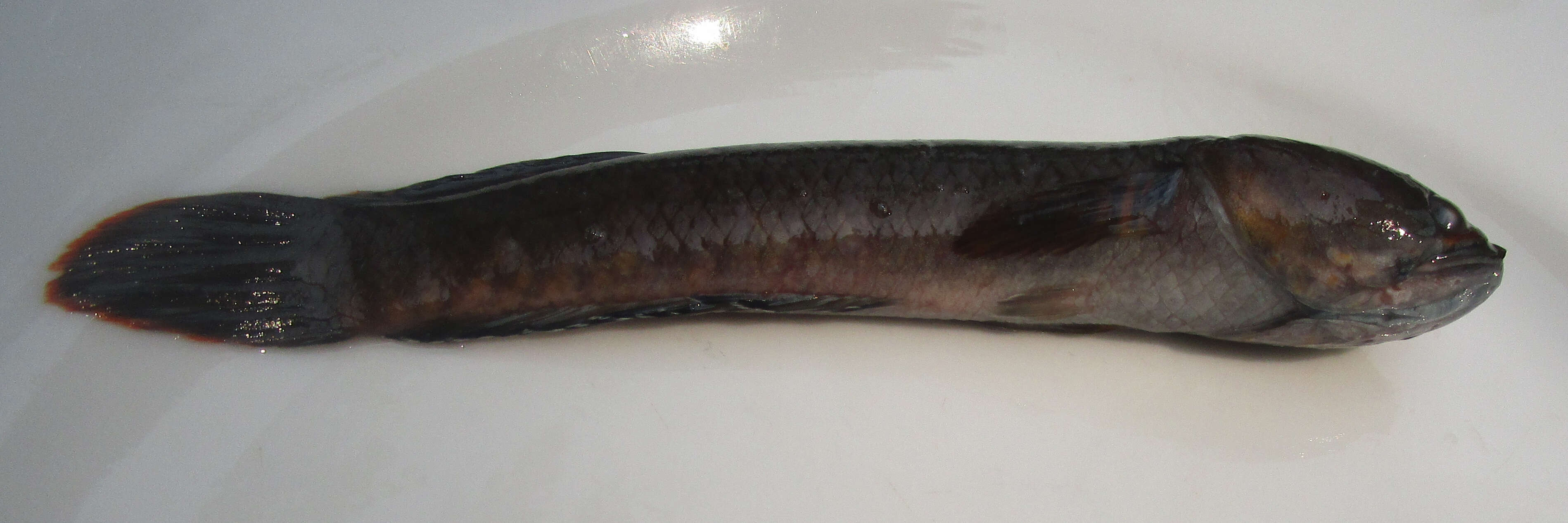 Image of Ceylon snakehead