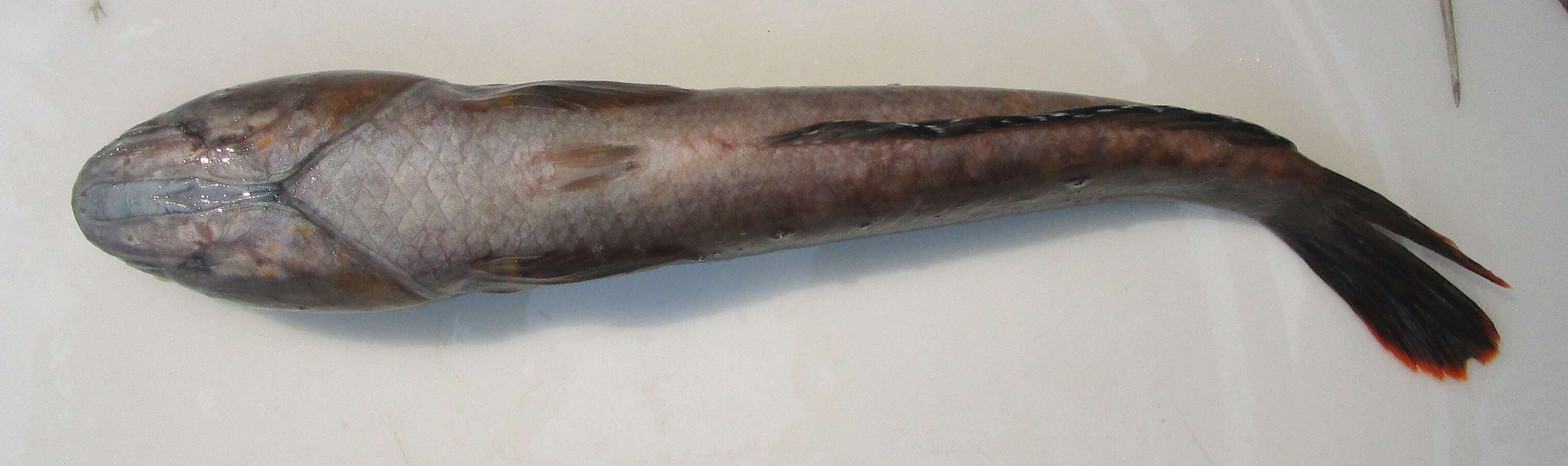 Image of Ceylon snakehead