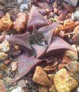 Image of Haworthia mirabilis (Haw.) Haw.