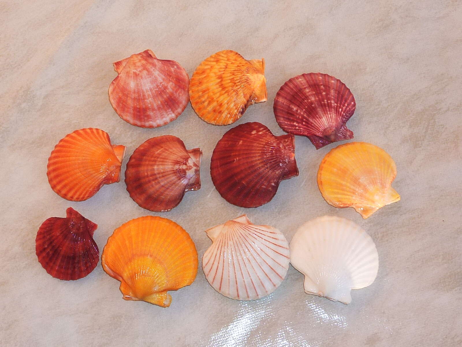Image of queen scallop