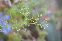 Image of Mexican bedstraw