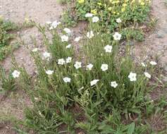 Image of Salpiglossis anomala (Miers) W. G. D' Arcy