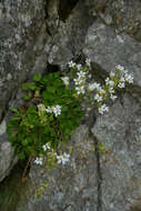 Sivun Saxifraga pedemontana All. kuva