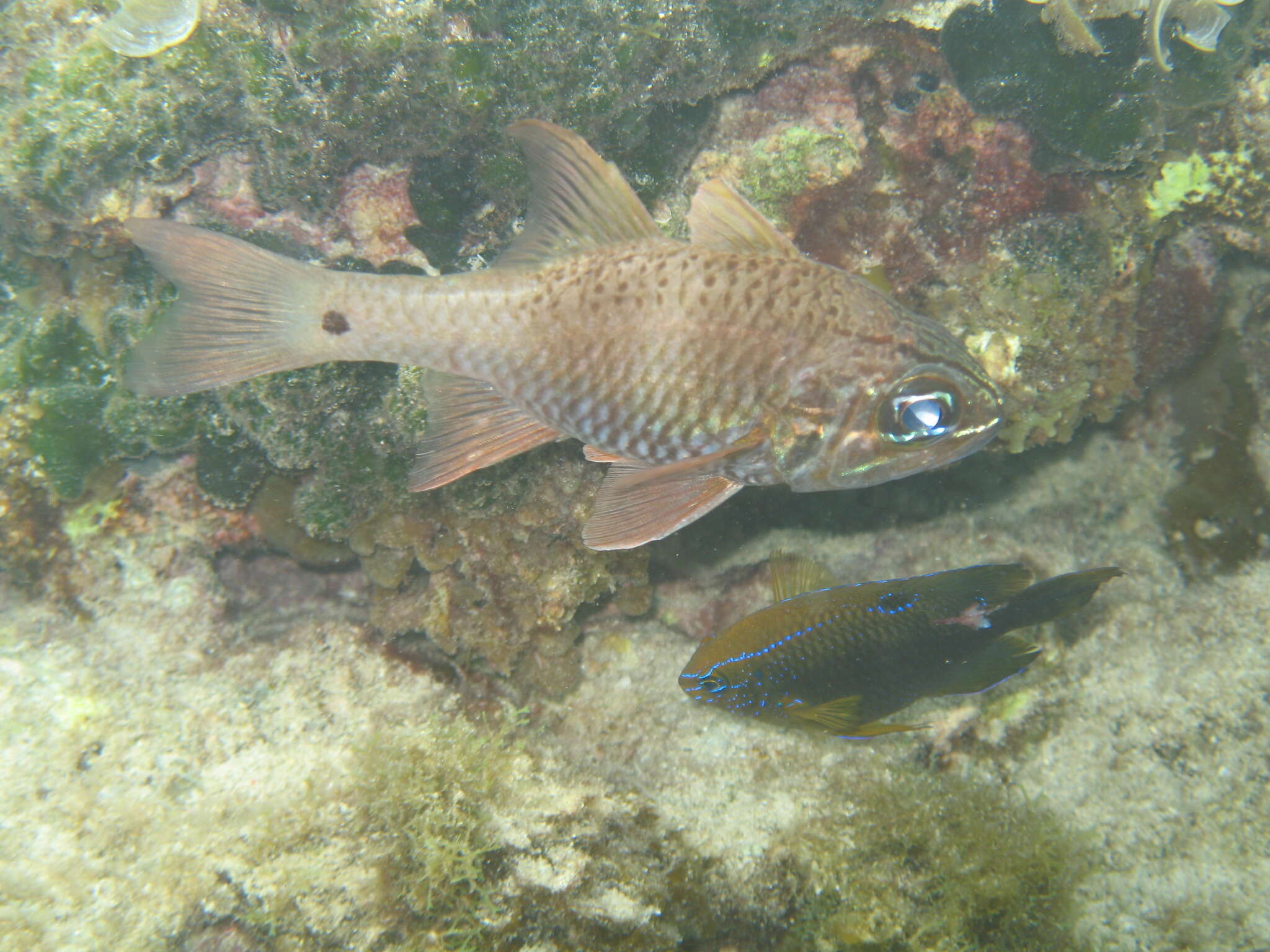 Image of Norfolk cardinalfish