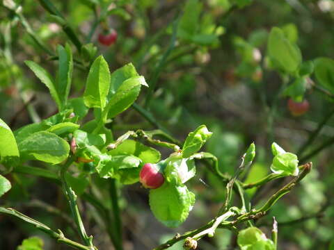 Image of lingonberry