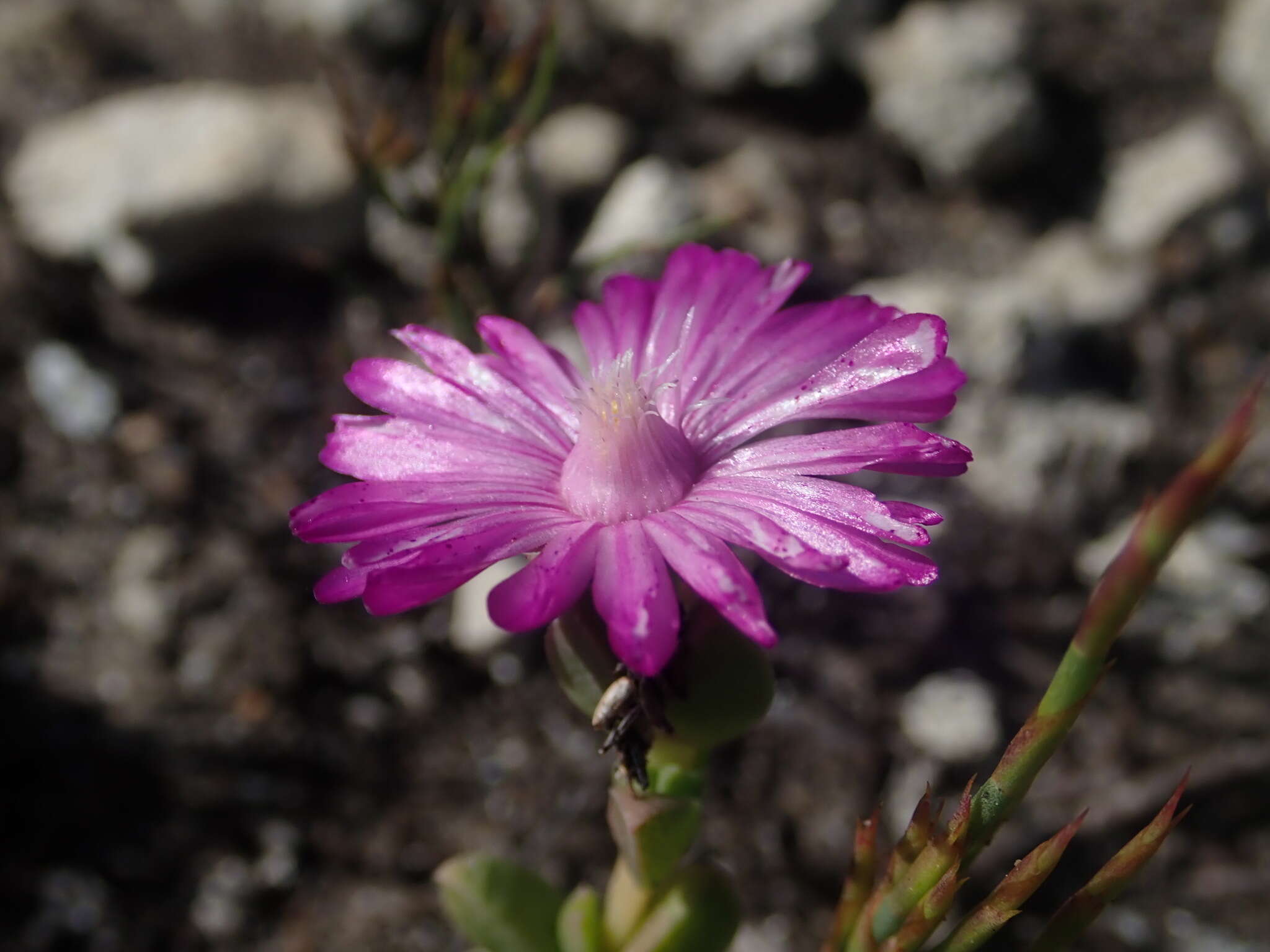 Слика од Ruschia neovirens Schwant.