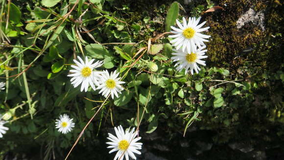 Plancia ëd Celmisia glandulosa var. latifolia Cockayne