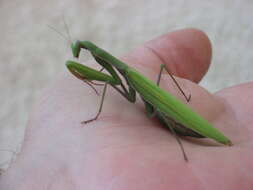 Image of Mantis