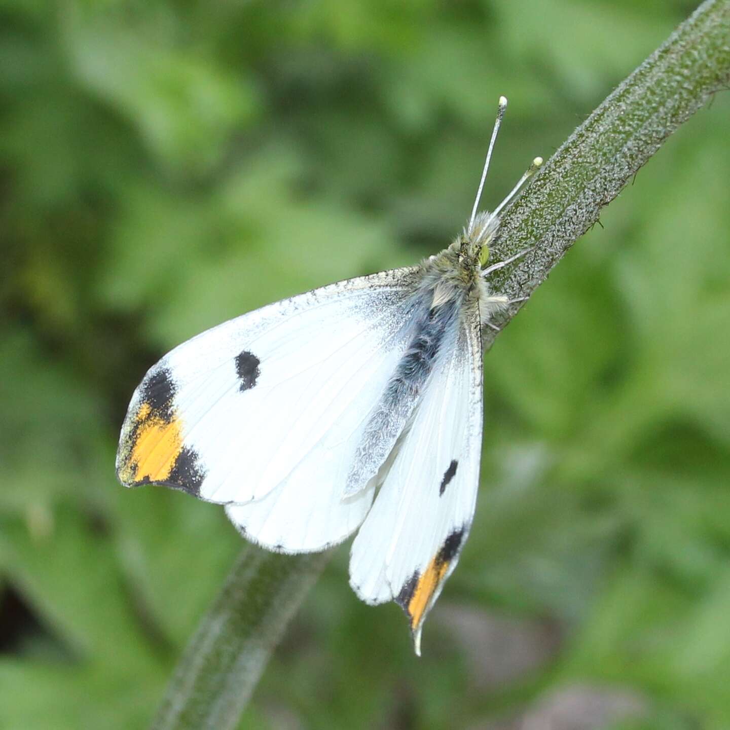 Image of Anthocharis scolymus Butler (1866)