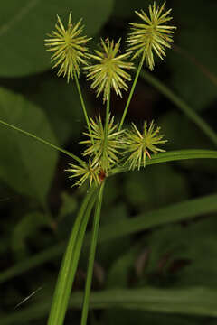 Image de Cyperus lancastriensis Porter