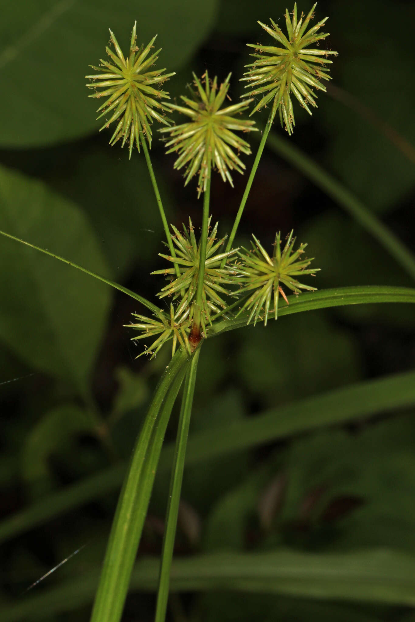 Слика од Cyperus lancastriensis Porter