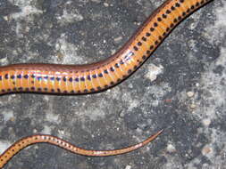 Image of Two-spotted Snake