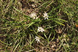 Image of Brimeura fastigiata (Viv.) Chouard