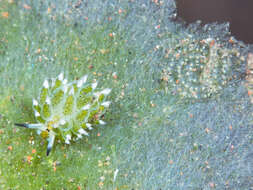 Image of Costasiellidae K. B. Clark 1984