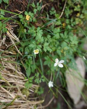 صورة Anemone stolonifera Maxim.