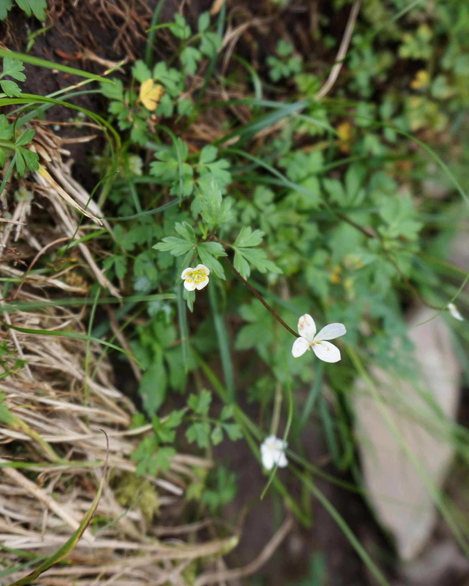 صورة Anemone stolonifera Maxim.