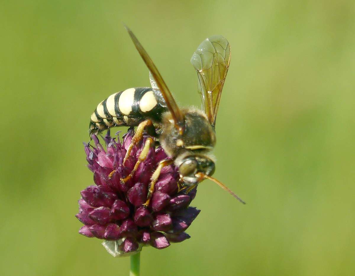 Image de Sphecius antennatus (Klug 1845)