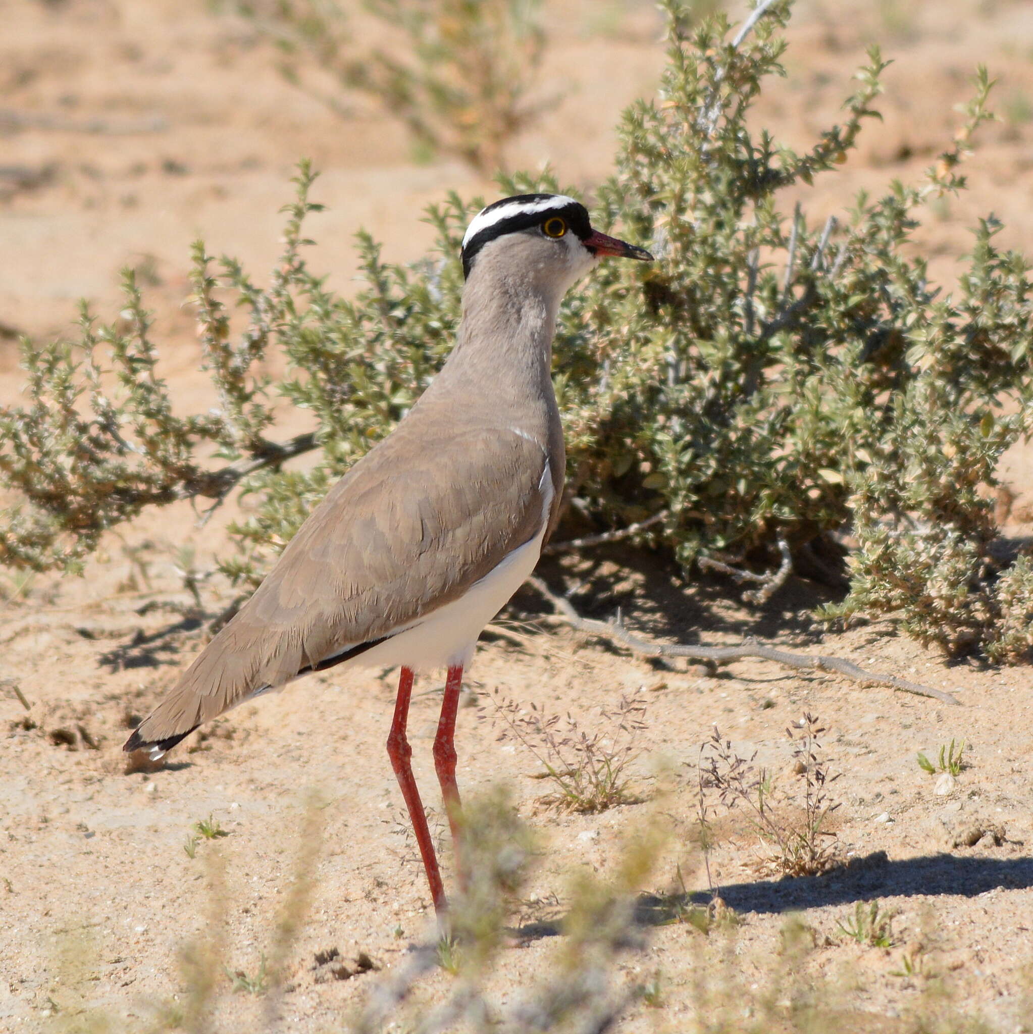 صورة Vanellus coronatus (Boddaert 1783)