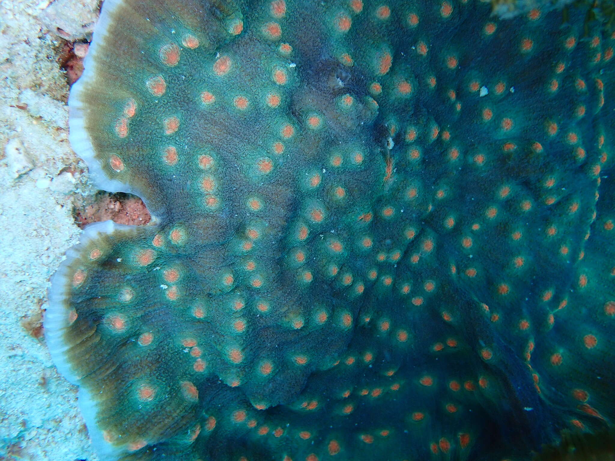 Image of Chinese lettuce coral