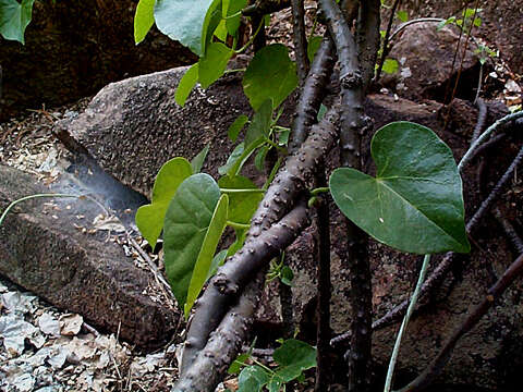 Image of Tinospora fragosa (Verdoorn) Verdoorn & Troupin