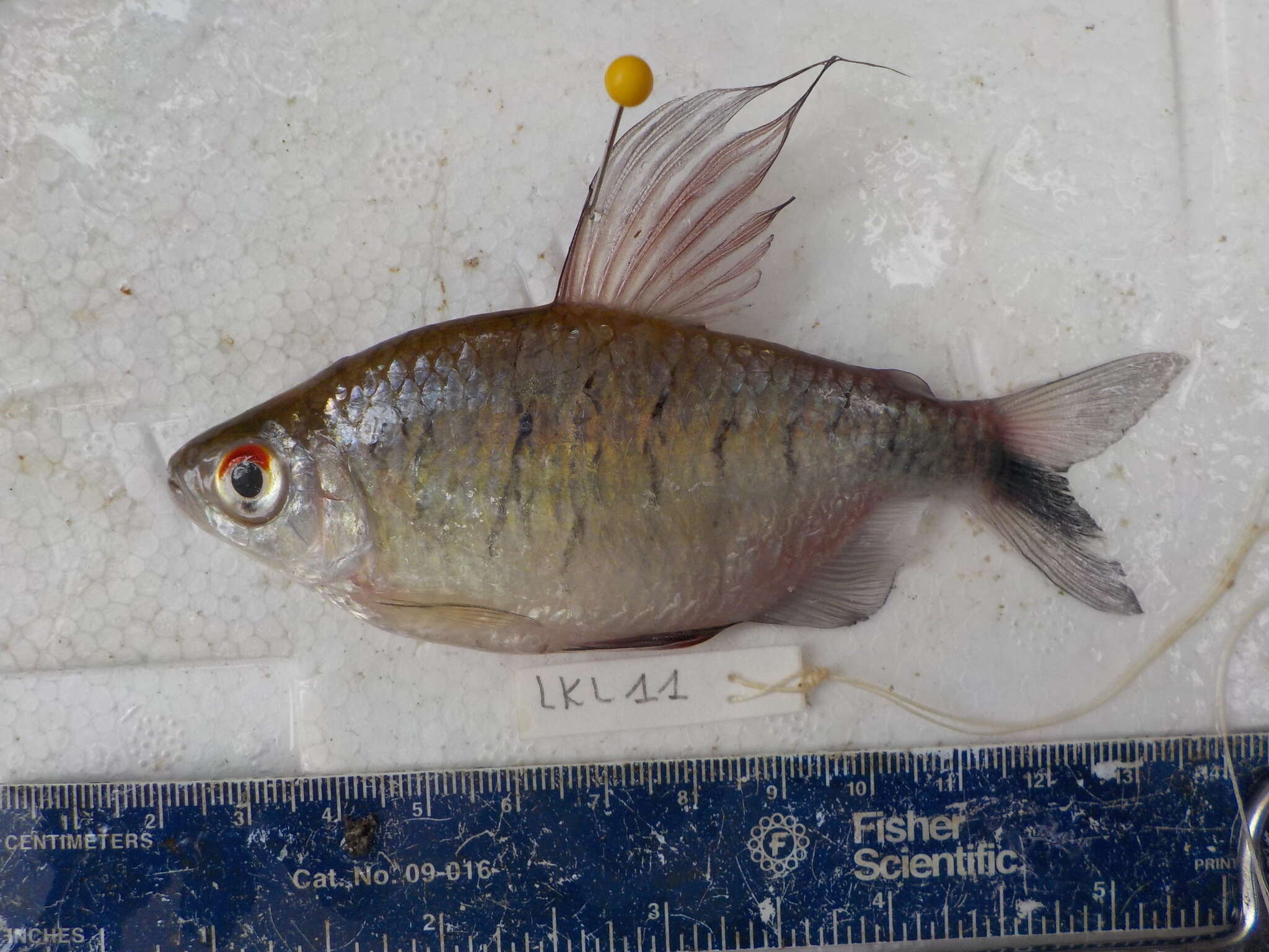 Image of African long-finned tetra