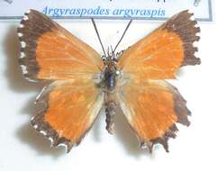 Слика од Argyraspodes argyraspis (Trimen 1873)