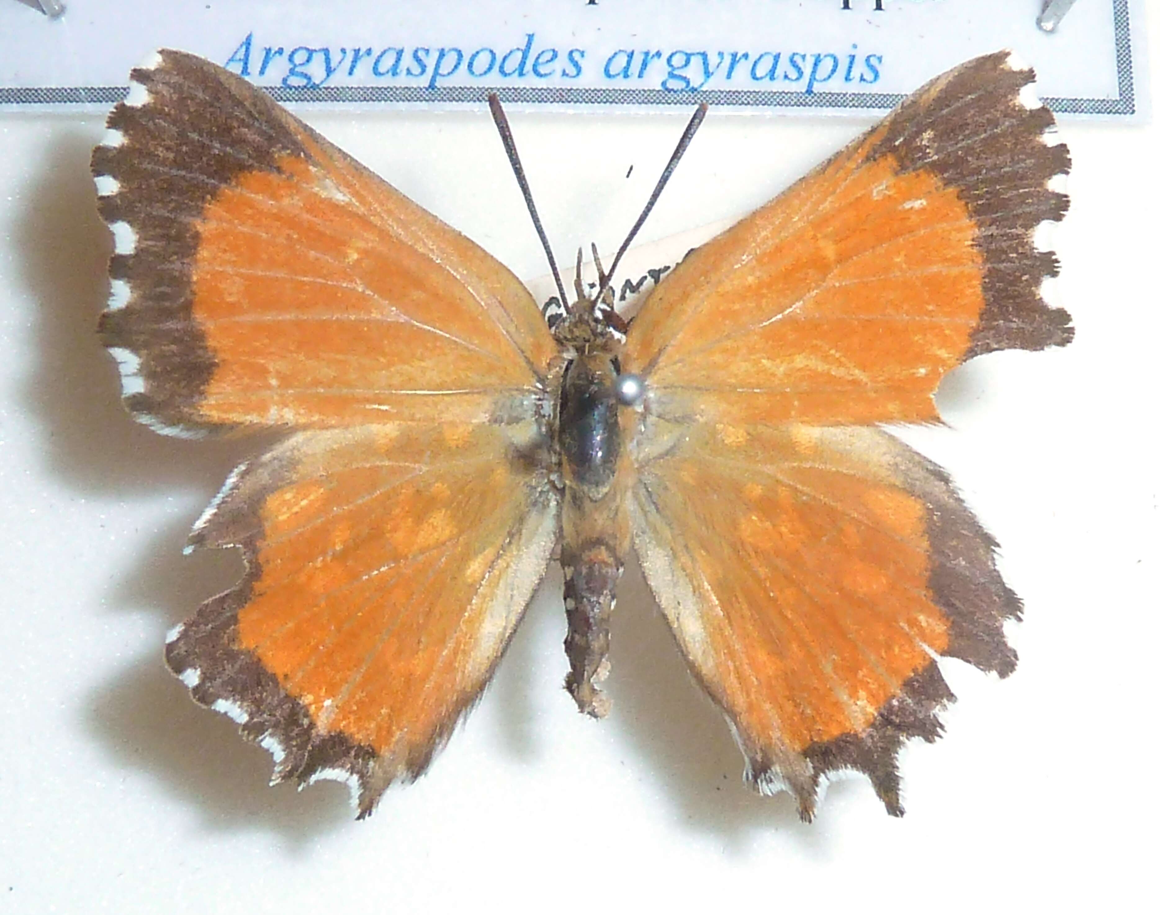 Image of Argyraspodes argyraspis (Trimen 1873)