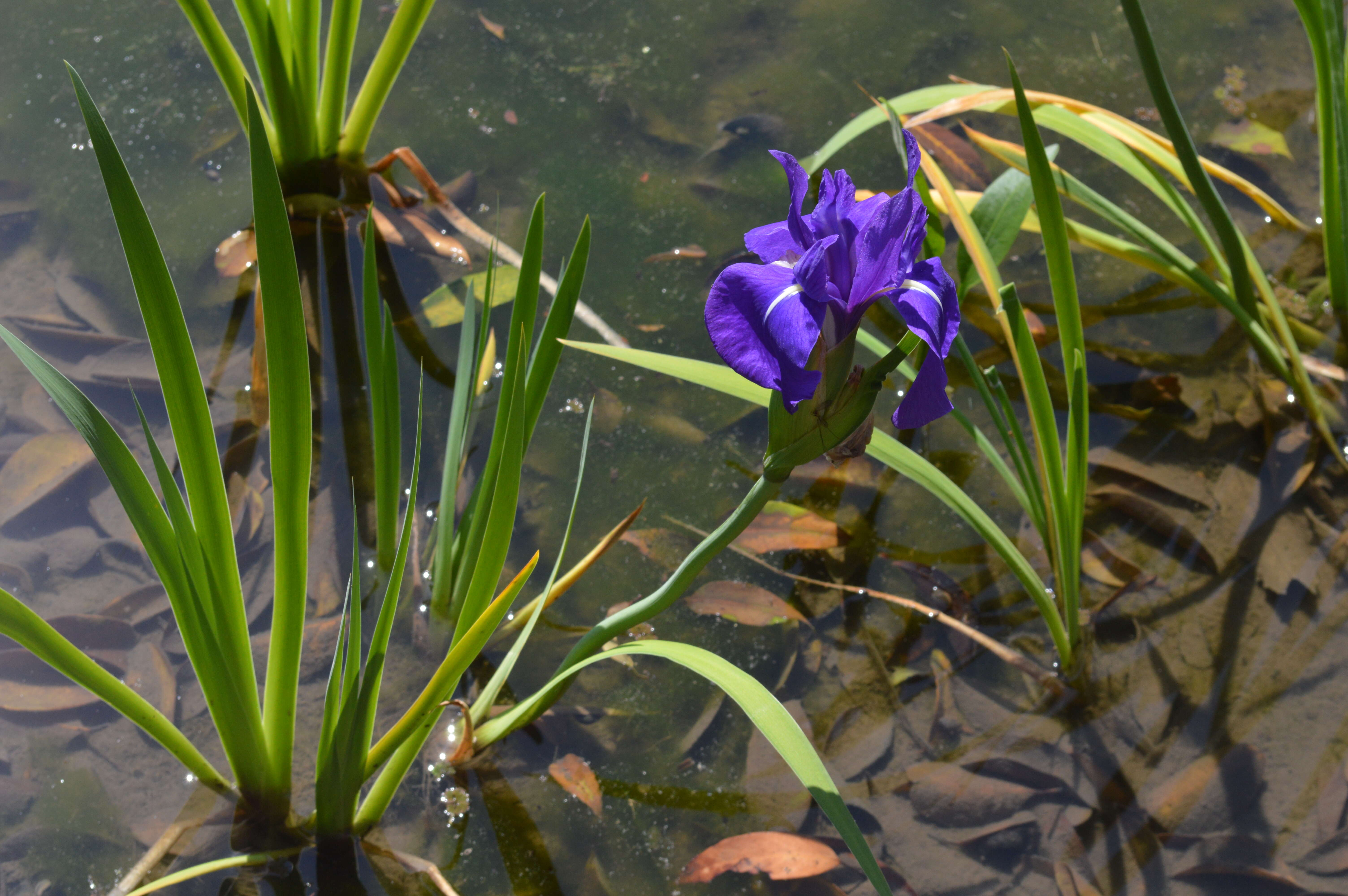 Слика од Iris laevigata Fisch.