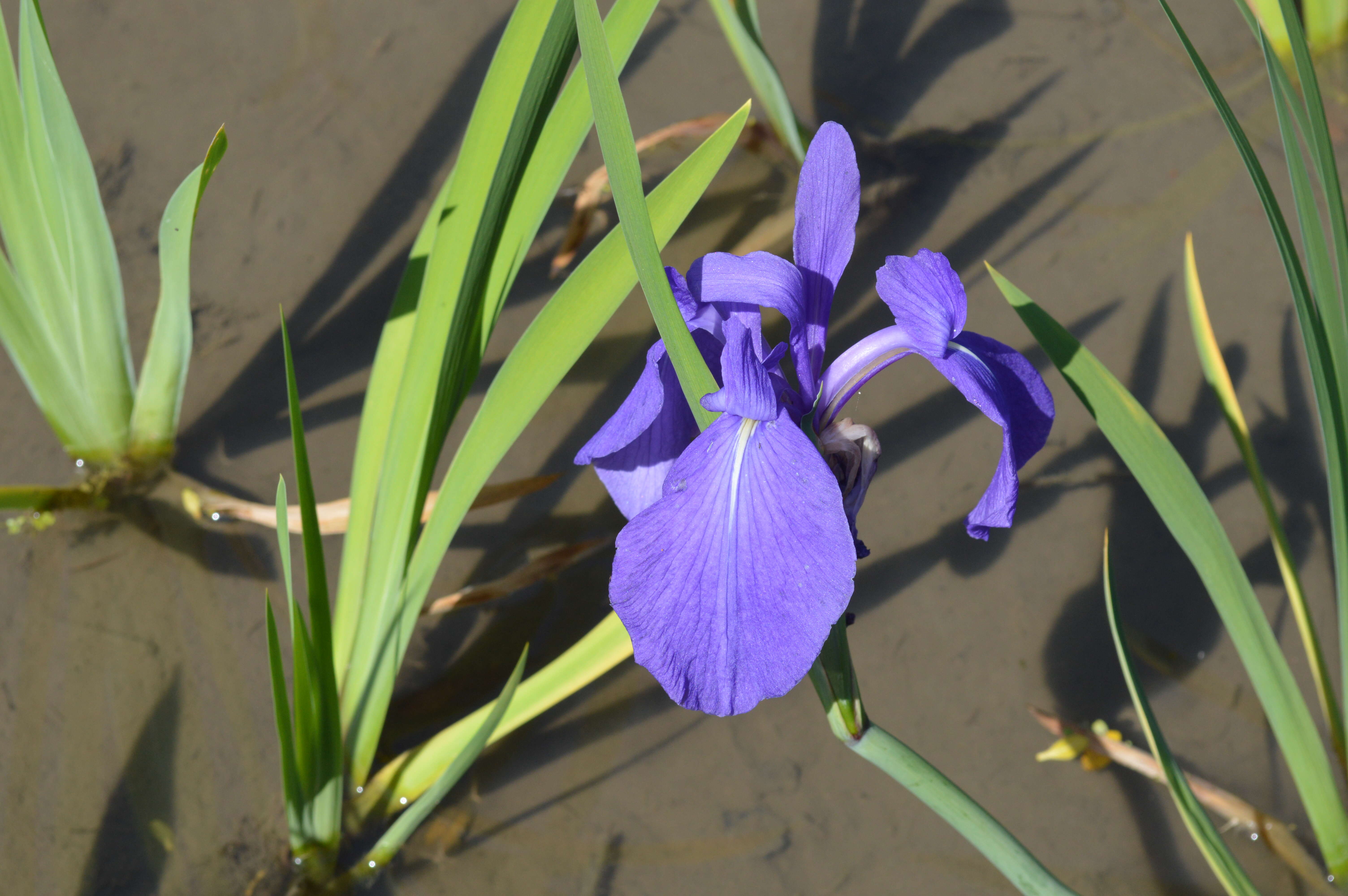 Слика од Iris laevigata Fisch.