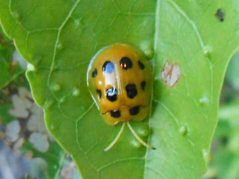 Image of Basiprionota decempustulata (Boheman 1850)