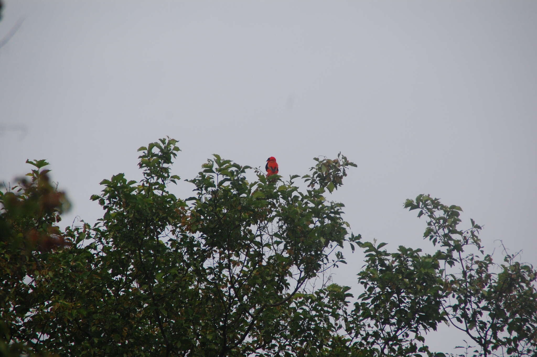 Image of Northern Red Bishop