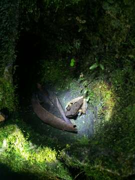 Image of Fort Randolph Robber Frog