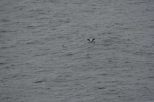 Image of Horned Puffin