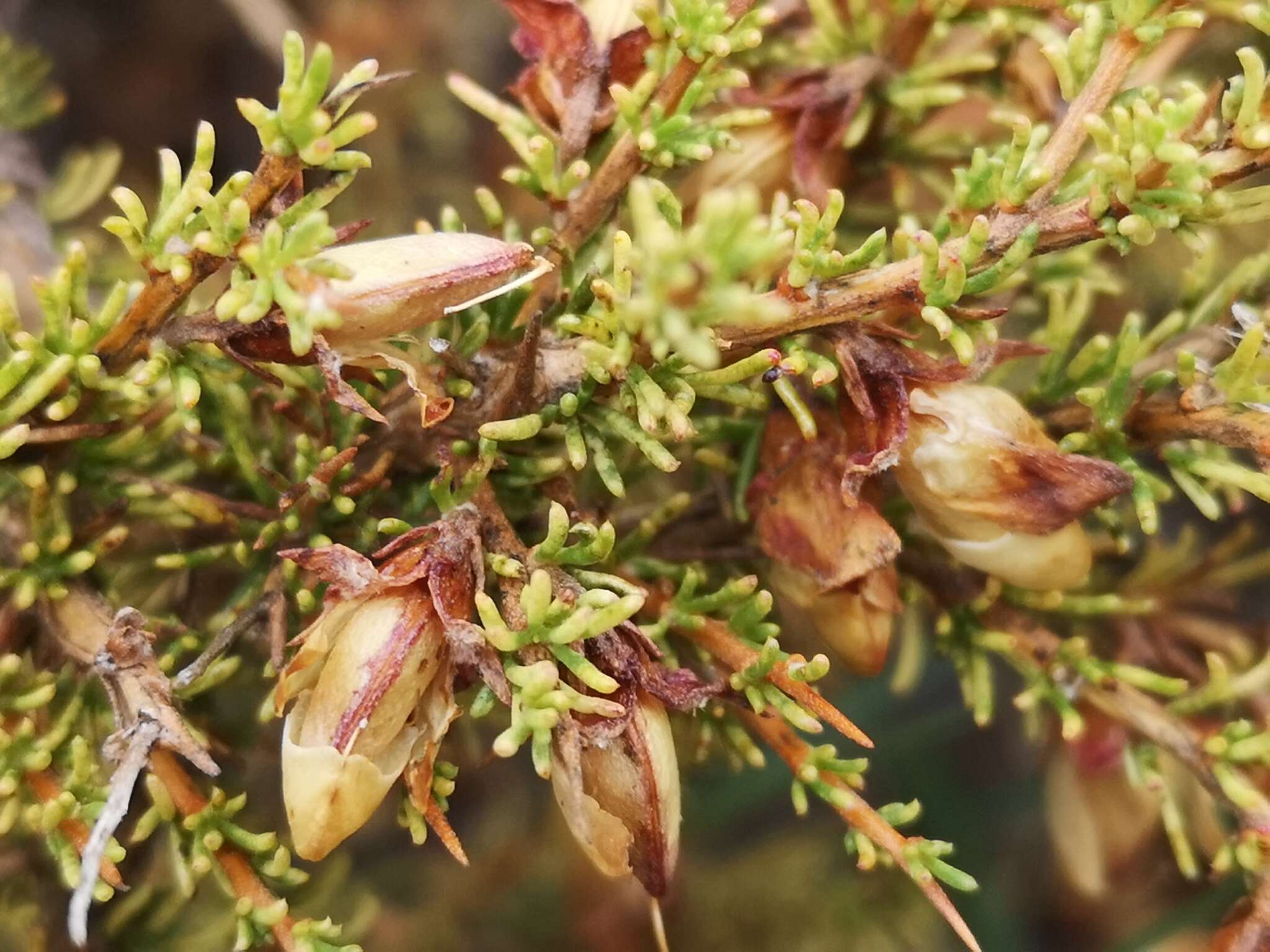 Image of Aspalathus arida subsp. procumbens (E. Mey.) R. Dahlgren