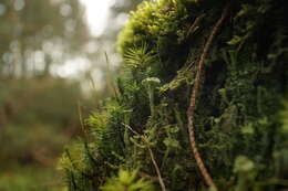 Image of cup lichen