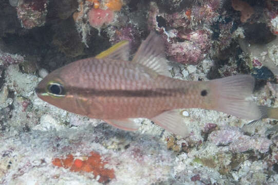 Image of Iridescent cardinalfish