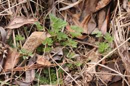 Image de Corydalis capnoides (L.) Pers.