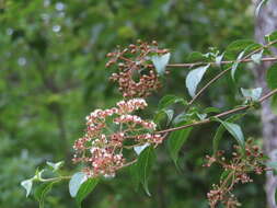 Image of Viburnum foetidum var. rectangulatum (Graebner) Rehder