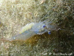 Image of Baltic prawn