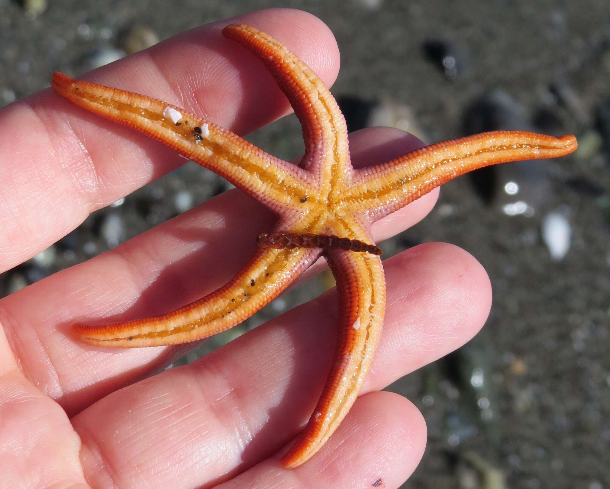 Image of Pacific blood star