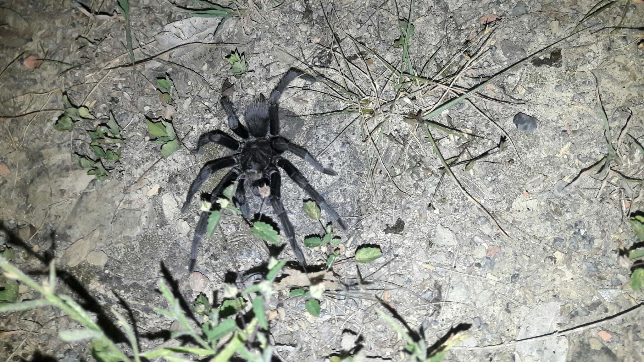 Image of Texas Tan Tarantula