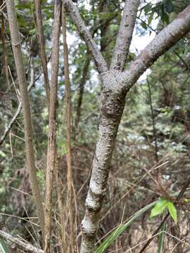 Image de Viburnum urceolatum Sieb. & Zucc.