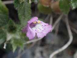 Image of Galeopsis pyrenaica Bartl.