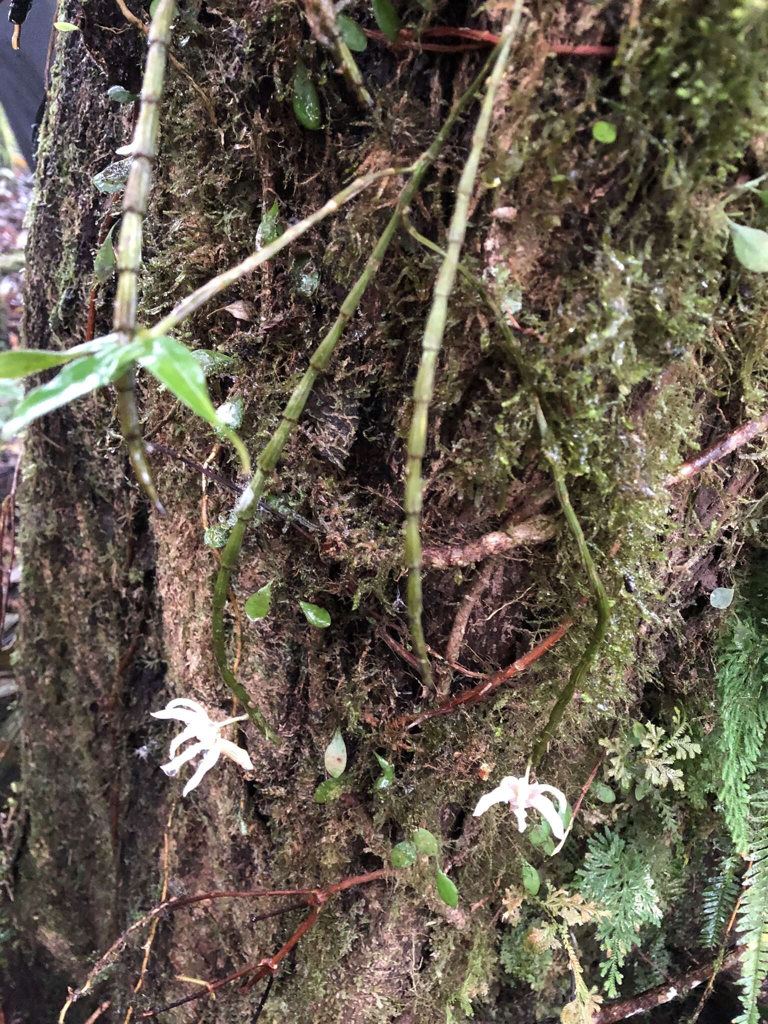 Image of Chameleon Dendrobium