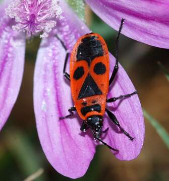 Image of Pyrrhocoris