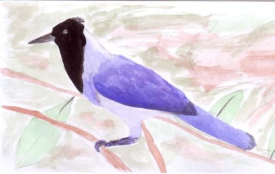 Image of Violaceous Jay