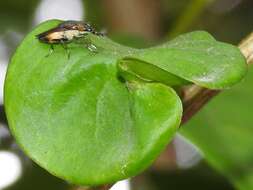 Idiella euidielloides Senior-White 1923 resmi