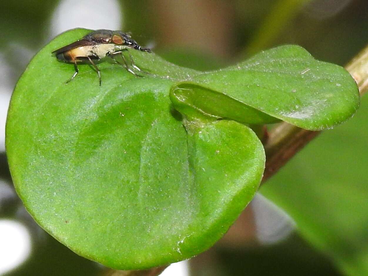 Idiella euidielloides Senior-White 1923的圖片