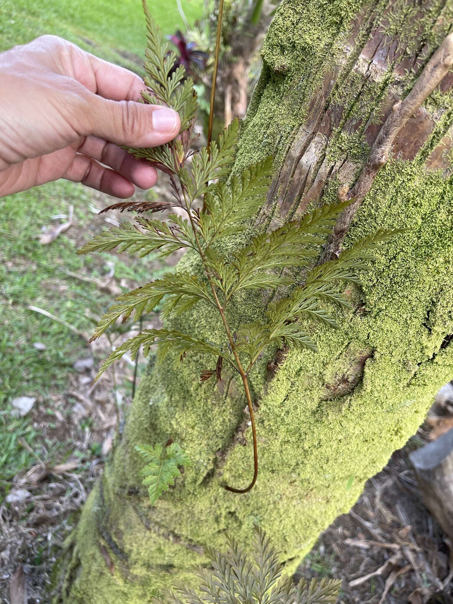 Image of Lacy hare’s-foot fern